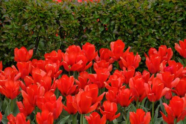 Kırmızı gelincik çiçekli arka plan