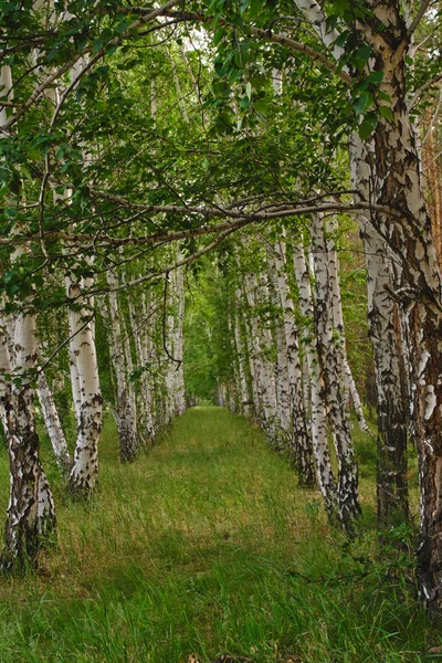 stock image Birch grove with green grass.Beautiful nature and forest