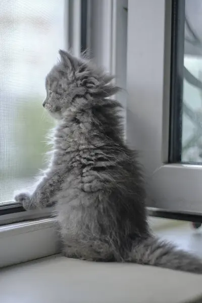 고양이가 창문에 거리를 있습니다 — 스톡 사진