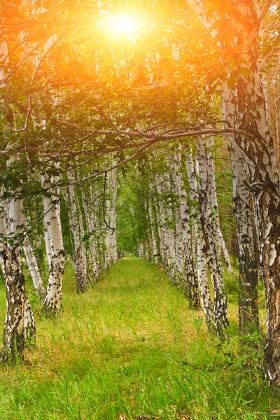 Berkenbos Met Groen Gras Zonnige Licht Prachtige Natuur Bos — Stockfoto