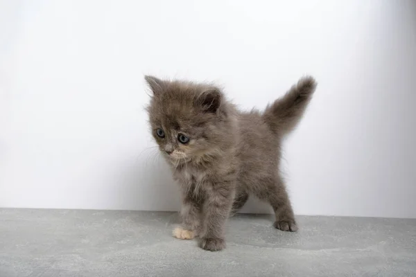 Hravé Šedé Koťátko Zdviženým Ocasem Ušima Bílé Pozadí — Stock fotografie
