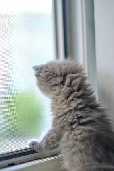 Küçük Gri Kedi Yavrusu Açık Pencerede Oturuyor Dışarı Bakıyor — Stok fotoğraf