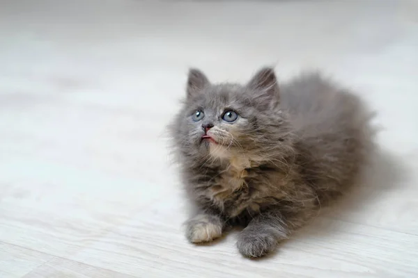 Small Gray Fluffy Kitten Gray Eyes Looks — Stock Photo, Image