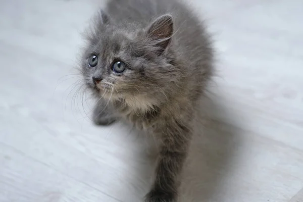 Kleines Graues Flauschiges Kätzchen Mit Grauen Augen Blickt Auf — Stockfoto