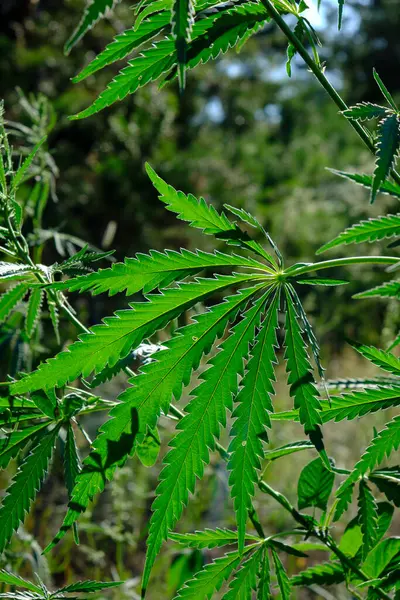 Cultivo Cannabis Medicinal Arbusto Naturaleza —  Fotos de Stock