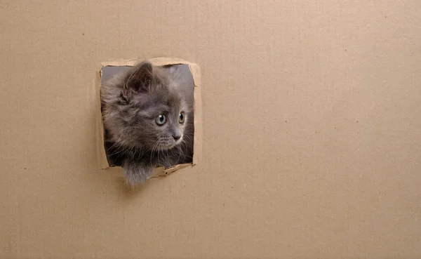 Küçük Gri Kedi Yavrusu Namlusuna Vurdu Kartonla Pencereyi Kesti — Stok fotoğraf