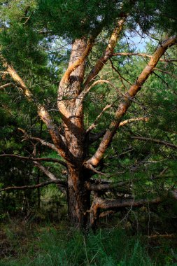 Dalları yayılmış eski kozalaklı ağaç.