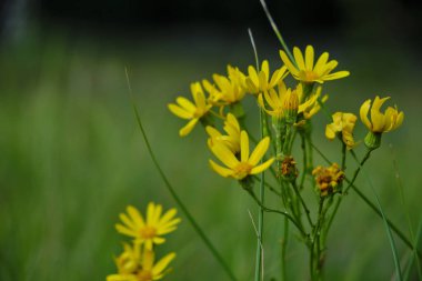 Sarı, güzel çayır çiçekleri yeşil arka plan