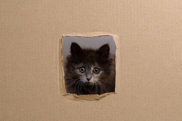 Küçük Gri Kedi Yavrusu Namlusuna Vurdu Kartonla Pencereyi Kesti — Stok fotoğraf