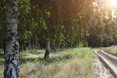 Birch korusu arka plandaki orman yolu boyunca uzanıyor.