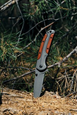 Tahta saplı katlanmış hayatta kalma bıçağı ormanda çürümüş bir ağaçta sıkışıp kalmış.