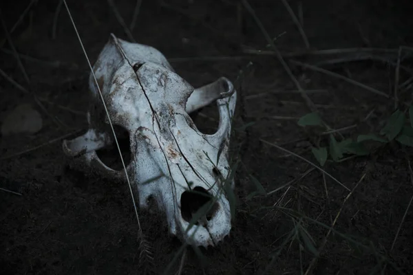 White bones, skull dead animal ground