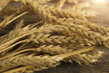 Buğday kulakları parlak güneşin ışığını kapatır