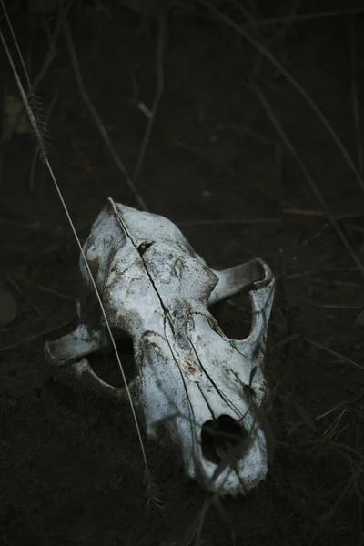 White bones, skull dead animal ground