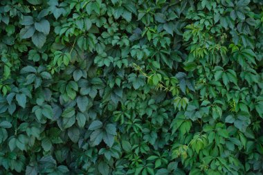 Doğal arka plan, yoğun yeşil yeşillik. Yeşil duvar ve çit.