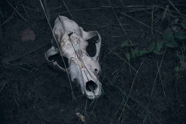 Weiße Knochen Totenkopf Toter Tierboden — Stockfoto