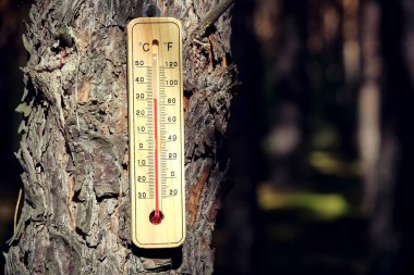Ağaç gövdesinde tahtadan bir termometre asılı. Sıcak hava ve küresel ısınma.