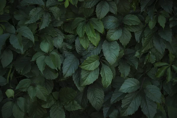 Natural Background Dense Green Foliage Green Wall Hedge — Stock Photo, Image