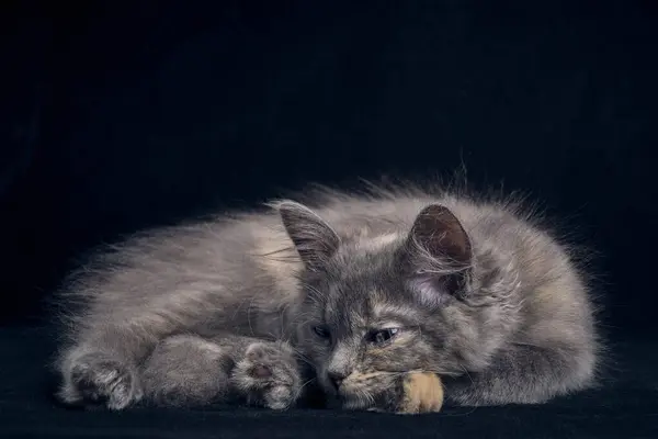Śpiący Szary Kotek Czarny Tło — Zdjęcie stockowe