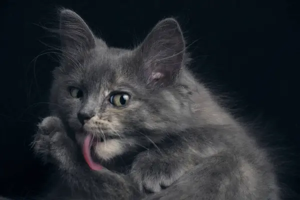 Young Gray Kitten Washes Itself Licking Its Paws — Stock Photo, Image