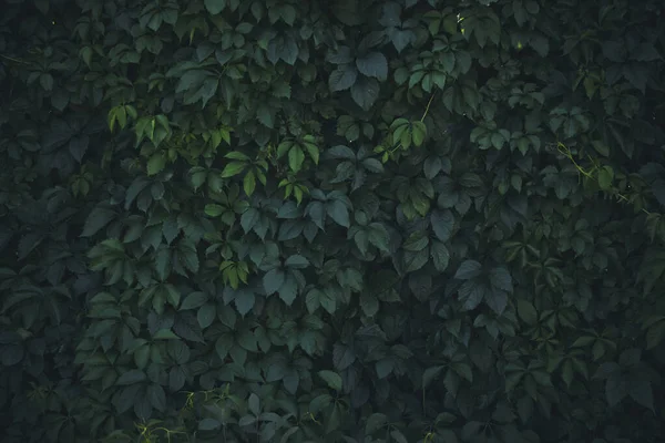 Natural Background Dense Green Foliage Green Wall Hedge — Stock Photo, Image
