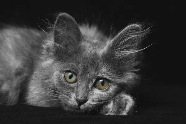 Young Gray Kitten Beautiful Eyes Black Background — Stock Photo, Image