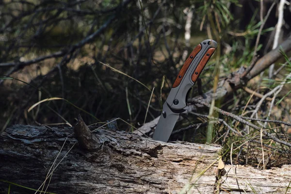 Składany Nóż Przetrwania Drewnianymi Wstawkami Rękojeści Tkwi Zgniłe Drzewo Lesie — Zdjęcie stockowe