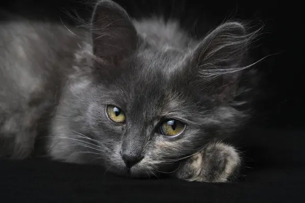 Mladé Šedé Kotě Krásnýma Očima Černé Pozadí — Stock fotografie