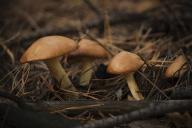 Çam ormanında taze tereyağlı mantar ailesi