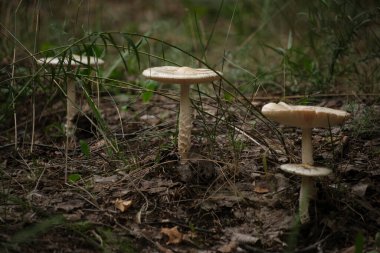 Sonbahar arkaplanındaki mantarlar düşmüş yapraklar