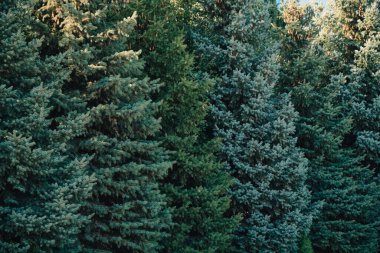 Mavi köknar ağaçlarının sık ormanlarının arka planı