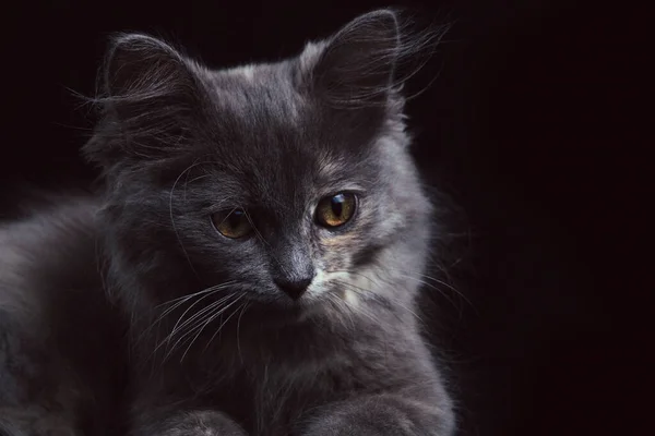 Mladé Šedé Kotě Krásnýma Očima Černé Pozadí — Stock fotografie