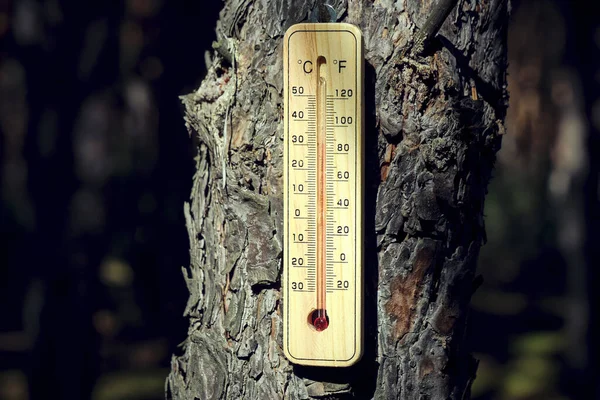 Termómetro Exterior Madera Cuelga Bosque Tronco Los Arboles Tiempo Caliente Imagen De Stock