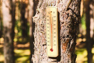 Ağaç gövdesinde tahtadan bir termometre asılı. Sıcak hava ve küresel ısınma.