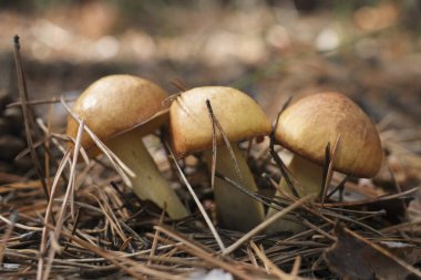 Çam ormanında taze tereyağlı mantar ailesi