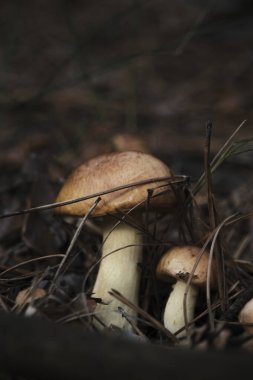 Çam ormanında taze tereyağlı mantar ailesi