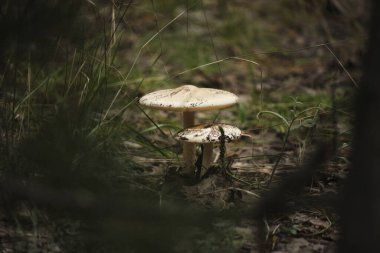 Sonbahar arkaplanındaki mantarlar düşmüş yapraklar