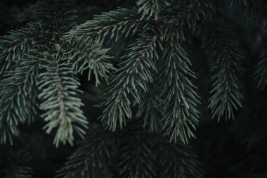 Dallar mavi ladin. Yakın plan. Doğal arka plan.