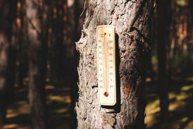 Ağaç gövdesinde tahtadan bir termometre asılı. Sıcak hava ve küresel ısınma.