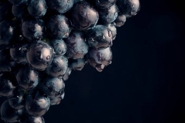 Asılı üzümler siyah arkaplan