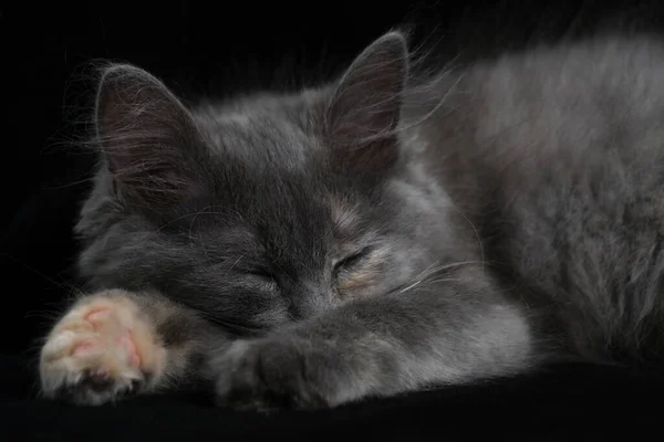 Spací Šedé Kotě Černé Pozadí — Stock fotografie