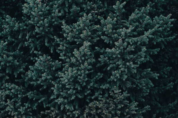 Branches blue spruce, nature background