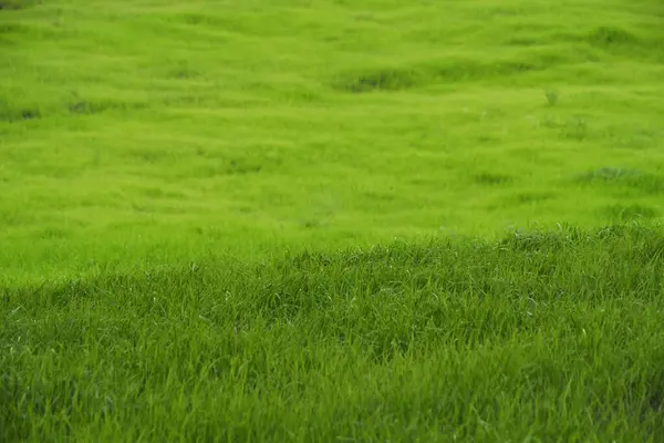 Green Meadow Bright Juicy Green Grass — Stock Photo, Image