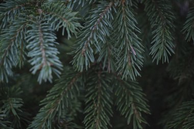 Dallar mavi ladin. Yakın plan. Doğal arka plan.