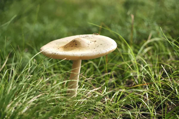 Mushroom Forest Background Grass — Stock Photo, Image