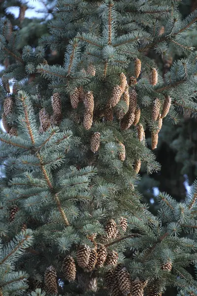 Branches Blue Spruce Strewn Cones — Stock Photo, Image