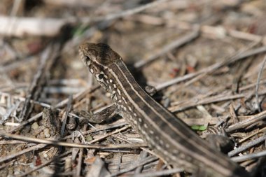 Sürüngen, gri kertenkele arka planı kuru ot, makro fotoğraf