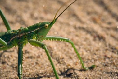 Steppe Dybka kumlu arka plan, makro fotoğraf. Rusya 'nın en büyük çekirgesi.