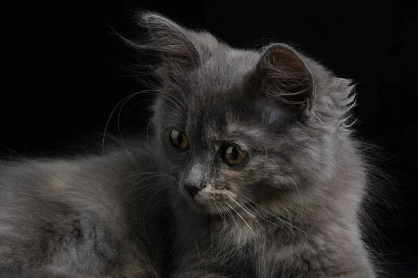Jong Grijs Katje Met Mooie Ogen Zwart Achtergrond — Stockfoto