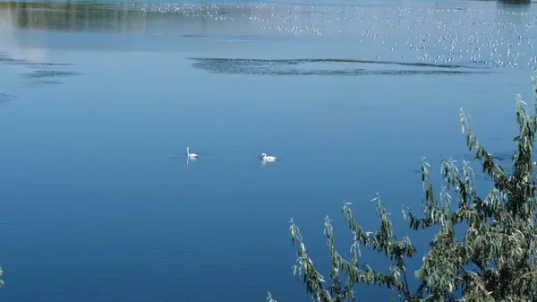 Möwenschwarm Und Zwei Schwäne Schwimmen See — Stockfoto